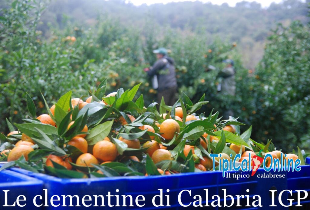 La raccolta delle clementine in Calabria